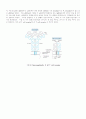 항체, T cell, 항원제공세포 13페이지