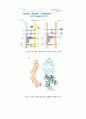 항체, T cell, 항원제공세포 21페이지