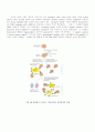 항체, T cell, 항원제공세포 25페이지
