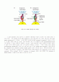 항체, T cell, 항원제공세포 28페이지