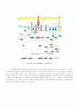 항체, T cell, 항원제공세포 29페이지