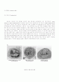 항체, T cell, 항원제공세포 36페이지