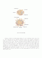 항체, T cell, 항원제공세포 41페이지