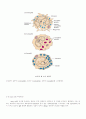 항체, T cell, 항원제공세포 44페이지