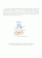 항체, T cell, 항원제공세포 51페이지