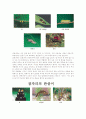 곤충의 형태적 특징 4페이지