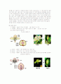 ◈종자의 구조와 발아◈ 8페이지