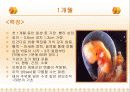 태내기 발달단계 12페이지