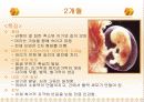 태내기 발달단계 14페이지