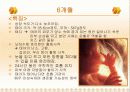 태내기 발달단계 22페이지