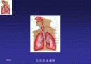 [PPT] 인체의 호흡계의 구조와 운동 3페이지
