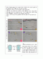 양파조직과 식물세포(콩, 옥수수)의 세포관찰 5페이지
