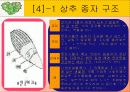 빛의파장에따른 종자발아와 종자발아의 억제와 촉진요인에 대한 실험 7페이지