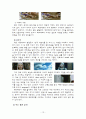 영화 '진주 귀걸이를 한 소녀'에 관한 논문 12페이지
