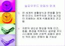 패스트푸드에 대한 이해와 문제점 해결방안 38페이지