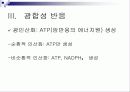 광합성(Photosynthesis)에 관해 9페이지