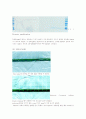 WESTERN BLOTTING 5페이지