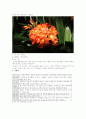 관엽식물 5페이지