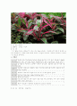 관엽식물 10페이지
