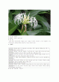 관엽식물 12페이지
