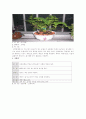 관엽식물 13페이지