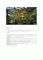 관엽식물 14페이지