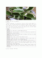 관엽식물 17페이지