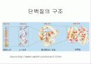 단백질(Protein) 9페이지