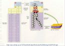 세포 수송(CELL TRANSPORT) 4페이지