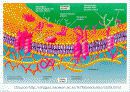 세포 수송(CELL TRANSPORT) 5페이지