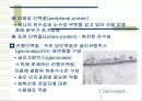 세포 수송(CELL TRANSPORT) 7페이지