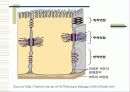세포 수송(CELL TRANSPORT) 10페이지