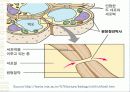 세포 수송(CELL TRANSPORT) 12페이지