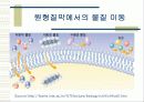 세포 수송(CELL TRANSPORT) 13페이지
