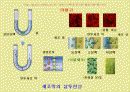 수송 메카니즘(Mechanisms of transport) - PPT자료 12페이지