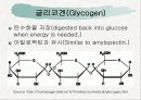 탄수화물(Carbohydrate) - PPT자료 18페이지