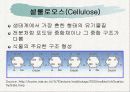 탄수화물(Carbohydrate) - PPT자료 19페이지