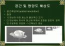디지털 영상처리에서의 표본화와 양자화 12페이지