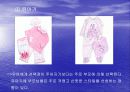 연령별로 살펴본 패션의 종류 - 파워포인트 5페이지