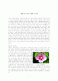 세계 여러 나라 국화와 무궁화 / 행운목 1페이지