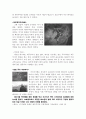 재두루미 2000km의 귀향 (동아시아 철새네트워크 2부작 - 제1편) - 환경스페셜 - 감상문 4페이지