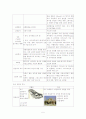 로마 카톨릭과 동방 정교의 차이점 5페이지