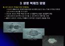 인간복제(Human cloning) 8페이지