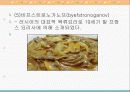 동북유럽의 요리 49페이지