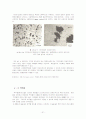 Microstructural Analysis (미시구조 분석) 32페이지