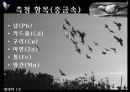 비둘기 체내 중금속 오염 모니터링 5페이지