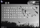 비둘기 체내 중금속 오염 모니터링 9페이지