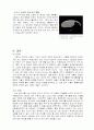 우주의 이해 보고서 혜성 및 소행성 충돌 30페이지