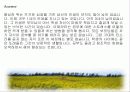청소년 비행 문제의 다양한 원인과 예방대책 35페이지