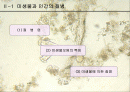 미생물에 의한 질병-파워포인트 2페이지